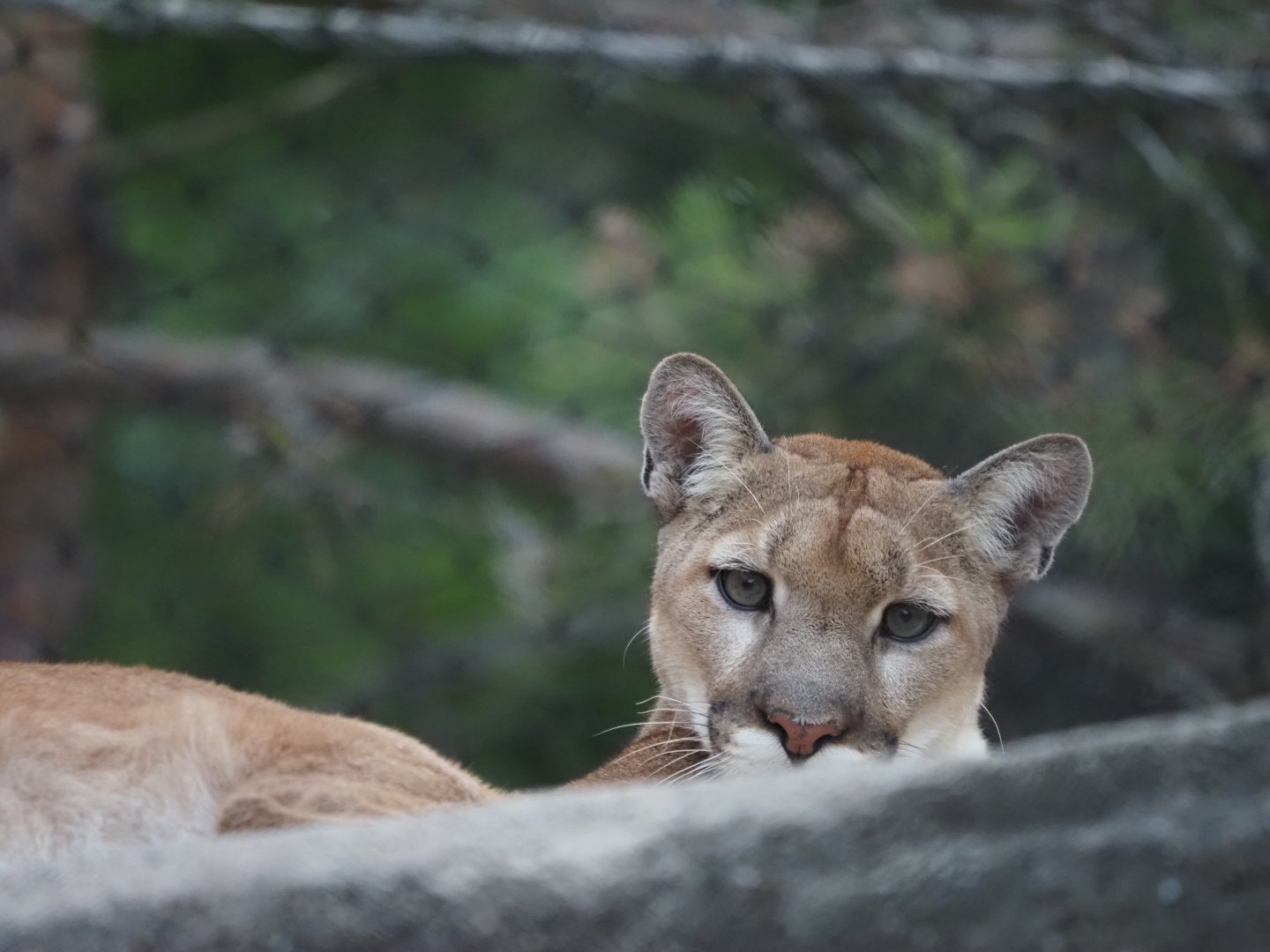 North American Cougar 1