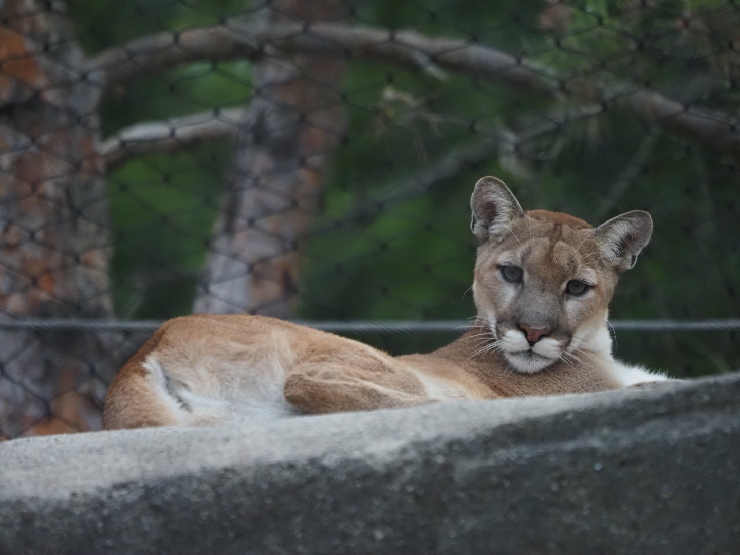 North American Cougar 2