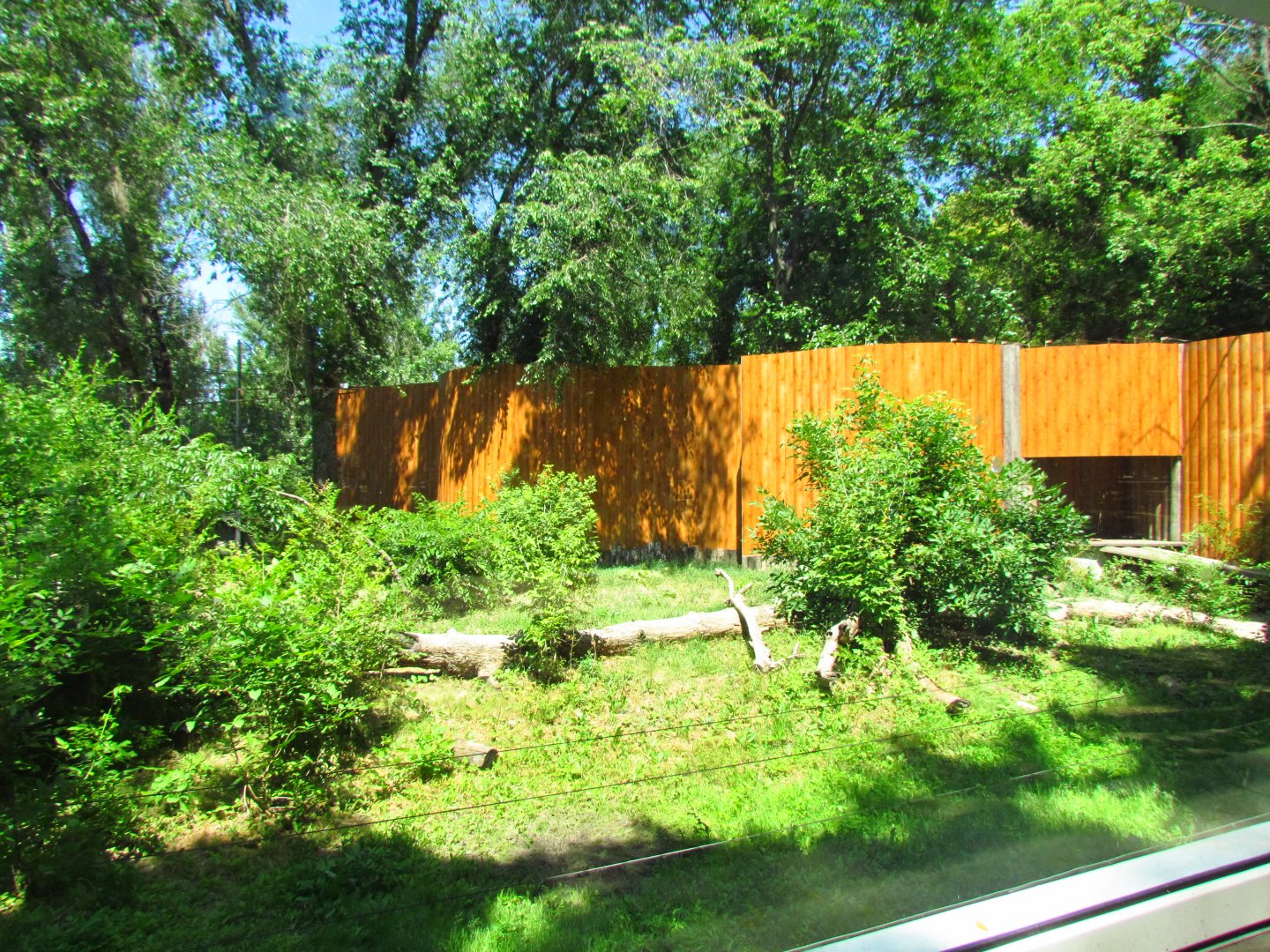 North American cougar exhibit 2