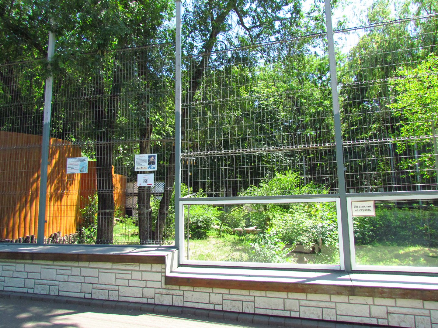 North American cougar exhibit