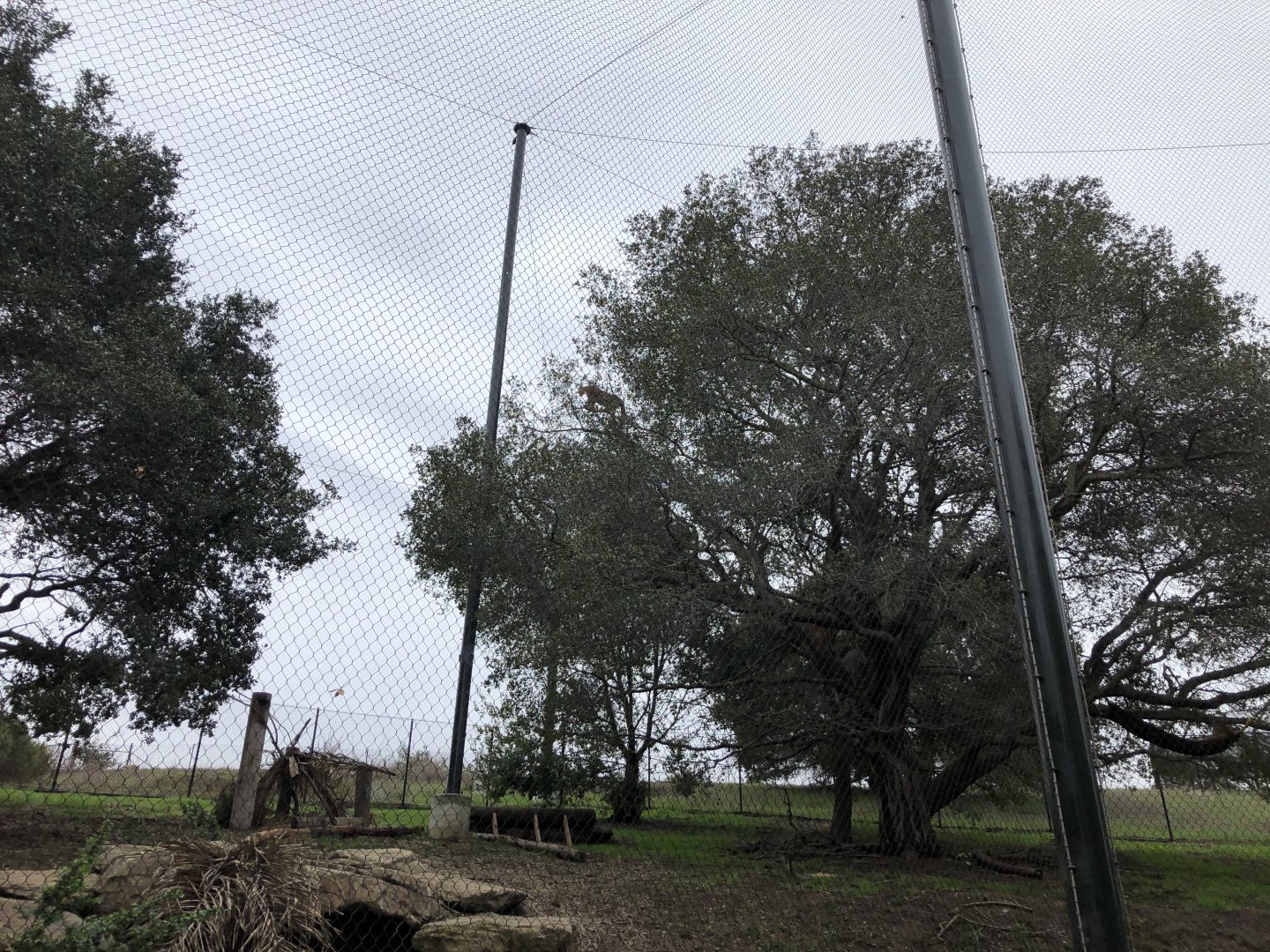 North American cougar exhibit