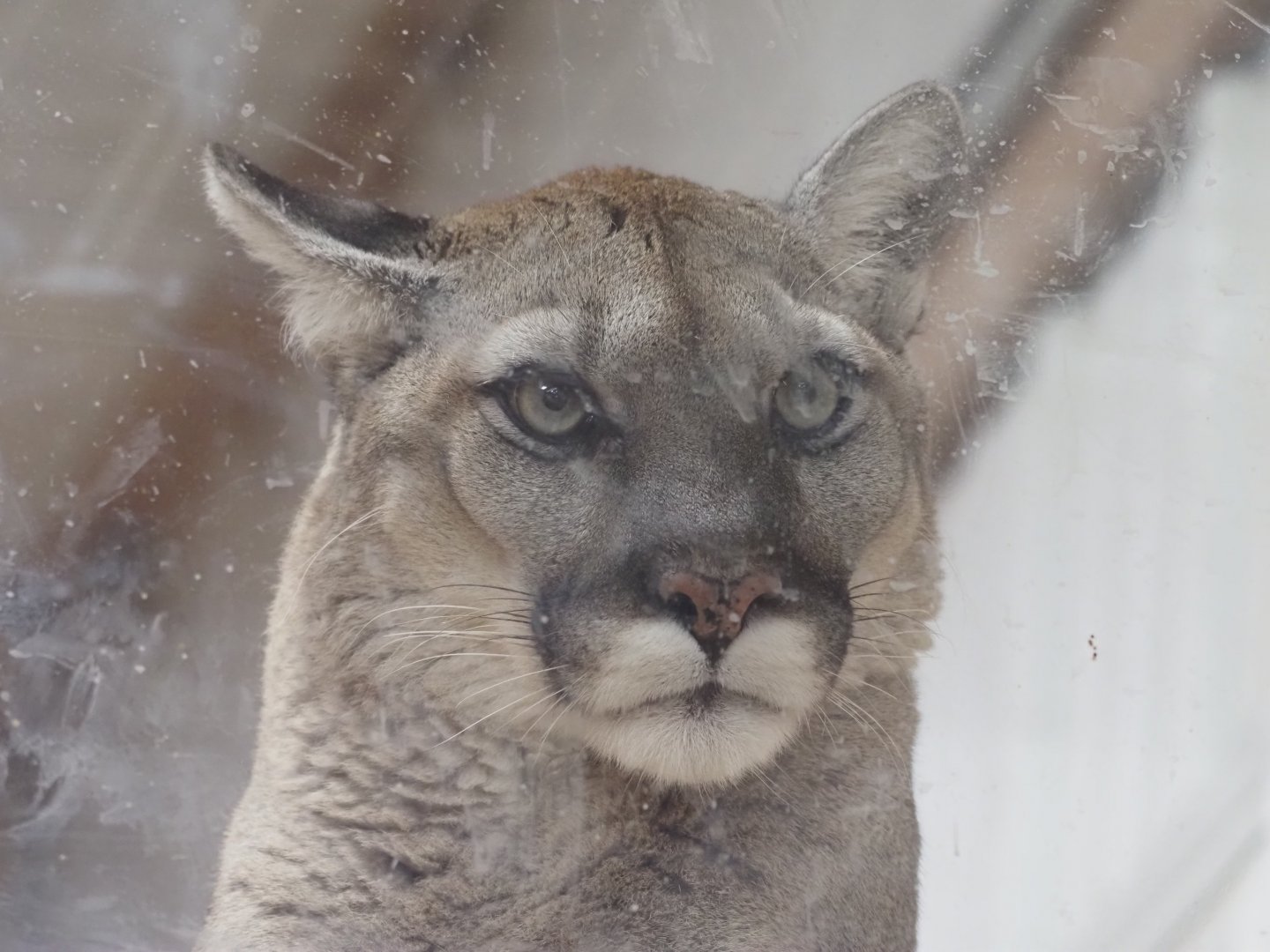 North American Cougar "Harper"