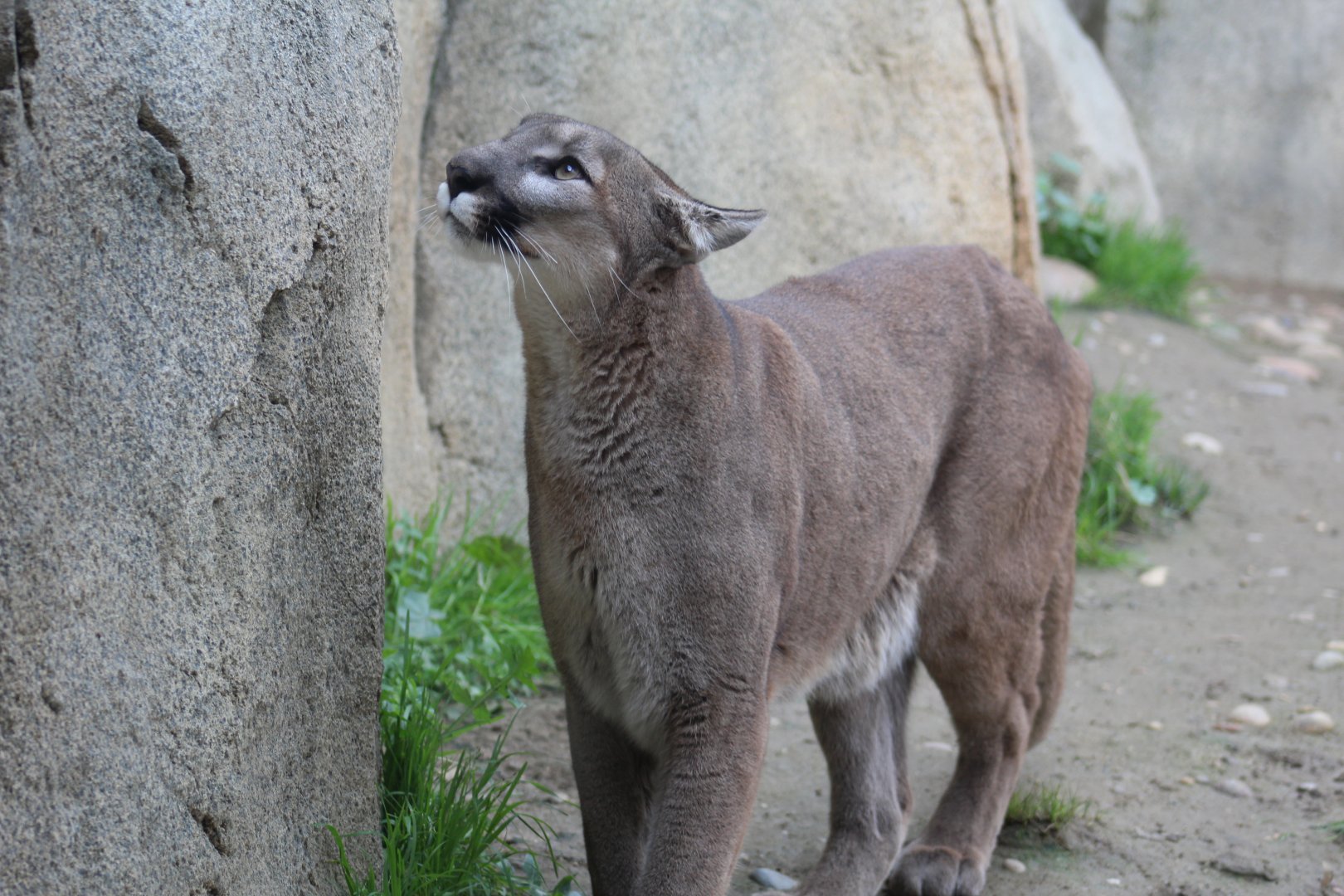 North American Cougar
