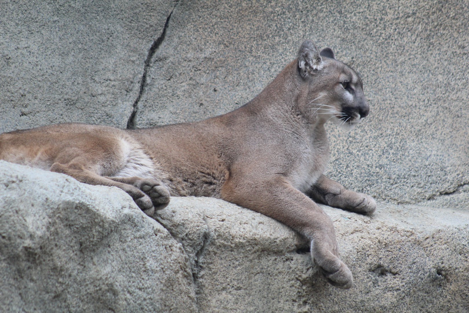 North American Cougar
