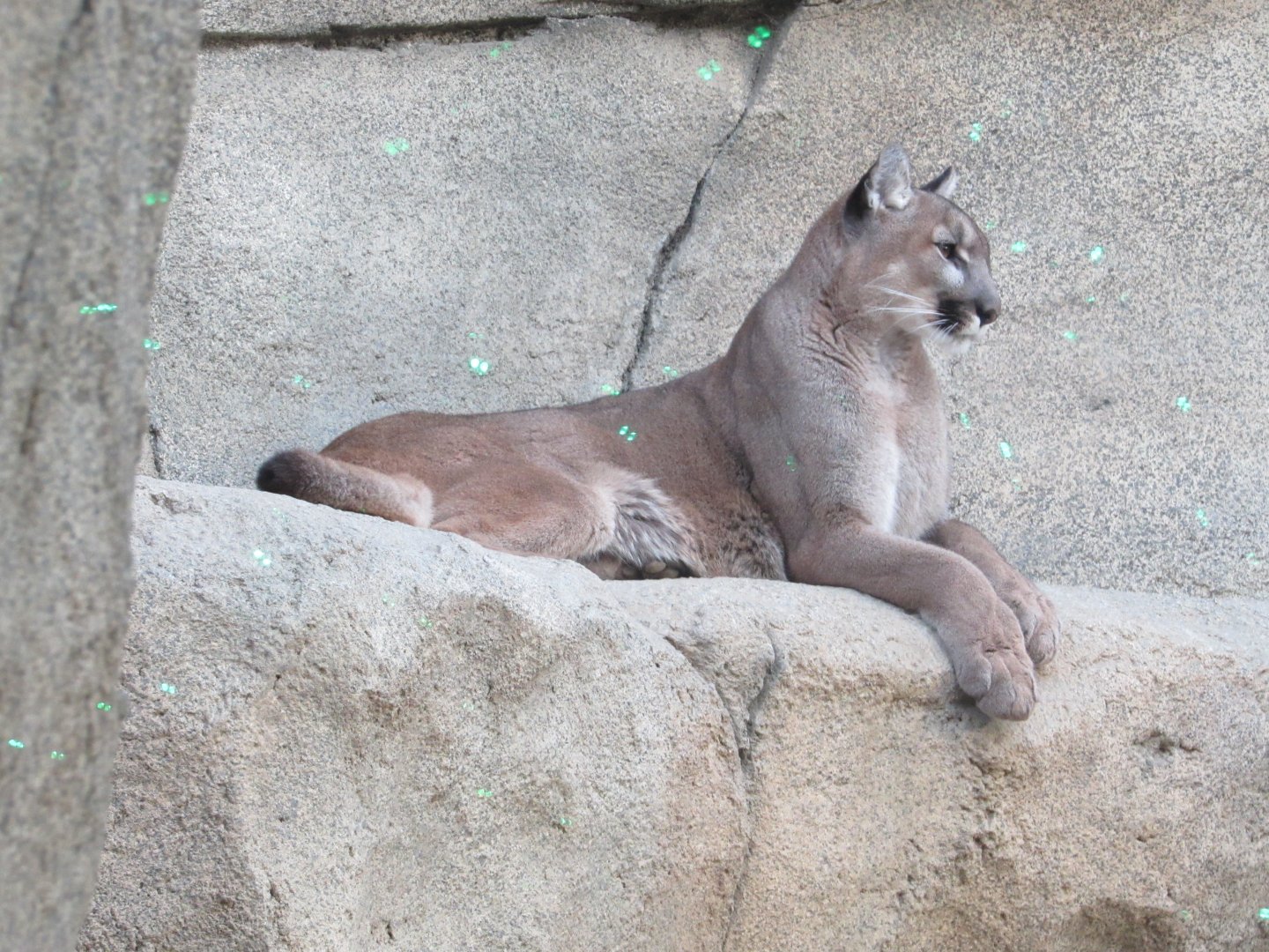 North American Cougar