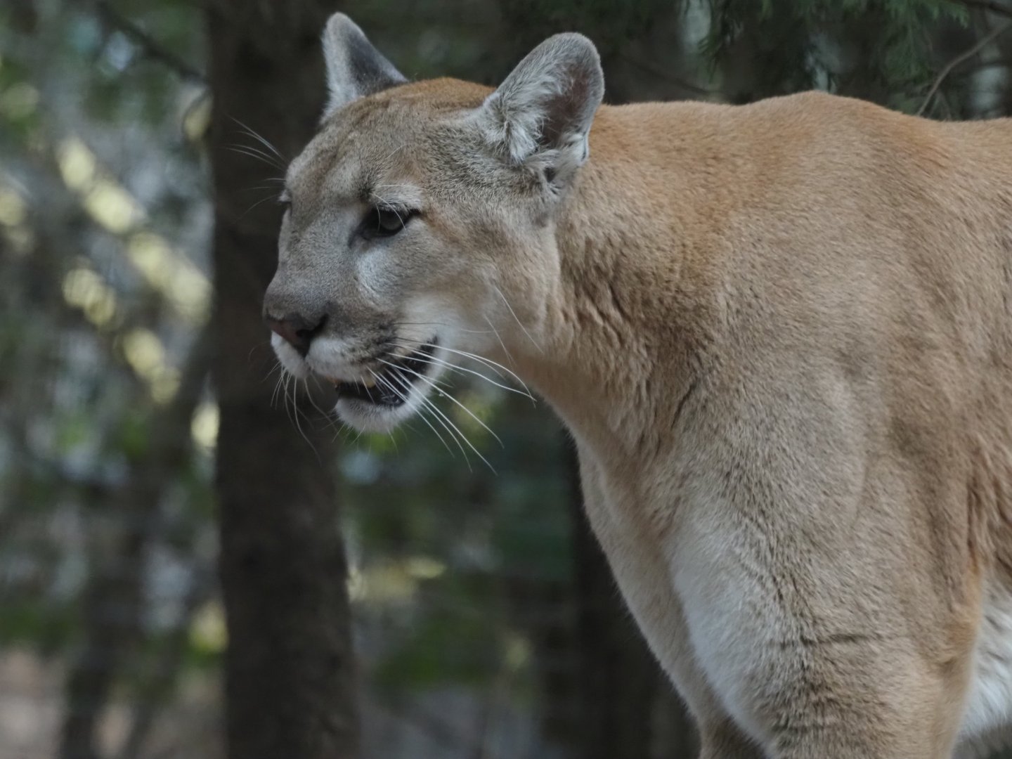 North American Cougar