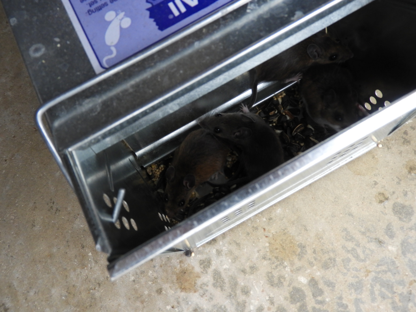 North American Deer Mice (Peromyscus maniculatus)