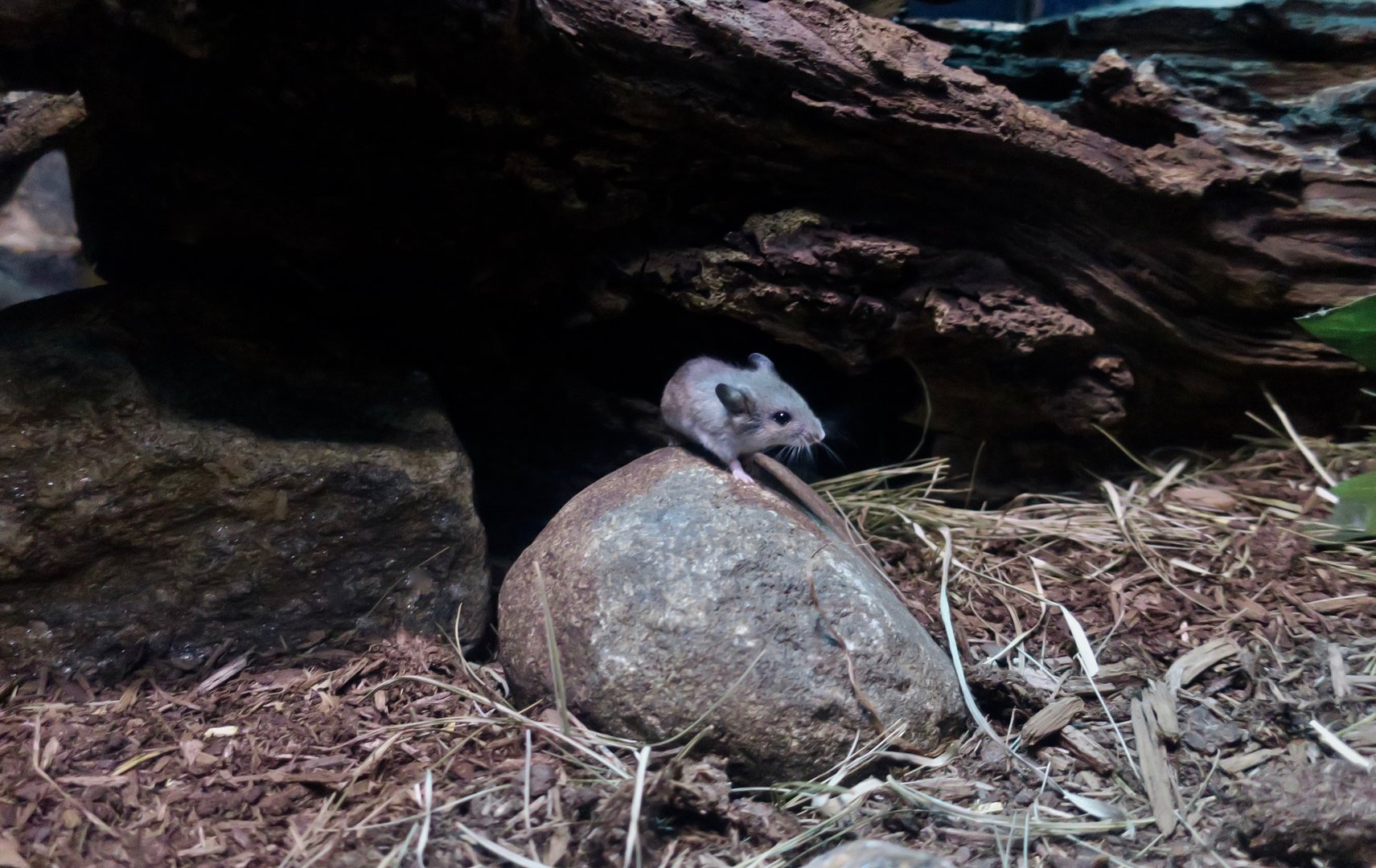 North American Deer Mouse (Peromyscus maniculatus)