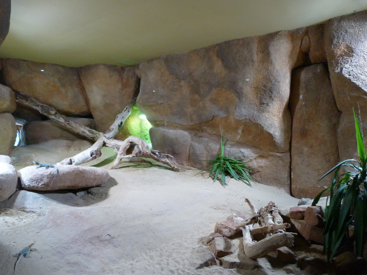 North American desert exhibit -Zoo Praha (2025)