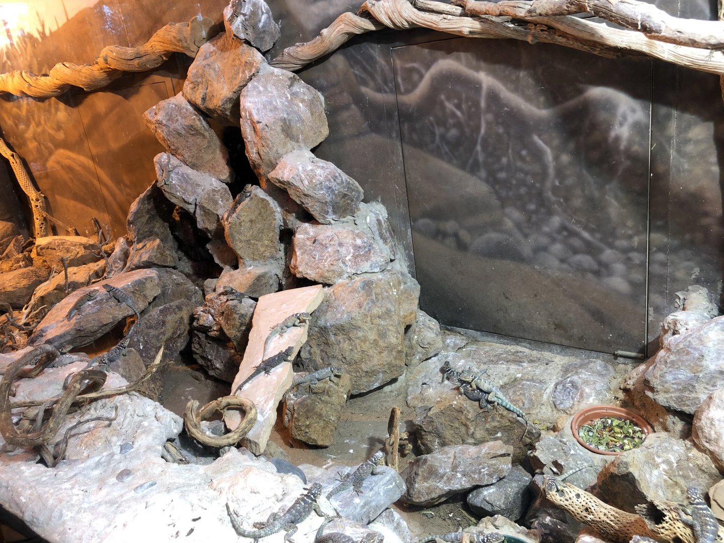 North American desert terrarium