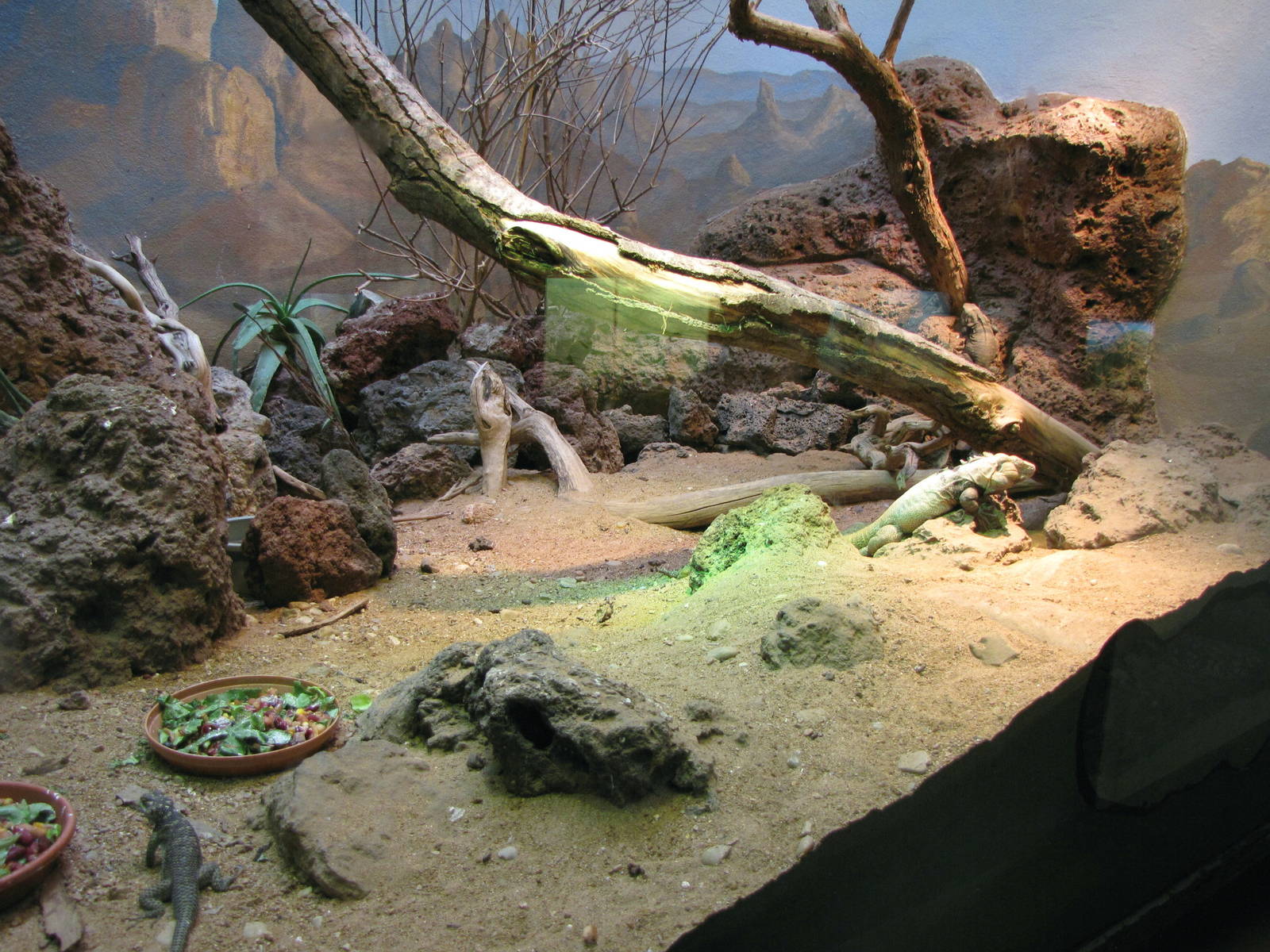 North American Desert