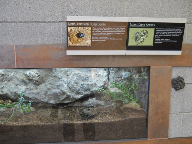 North American dung beetles with fresh snack