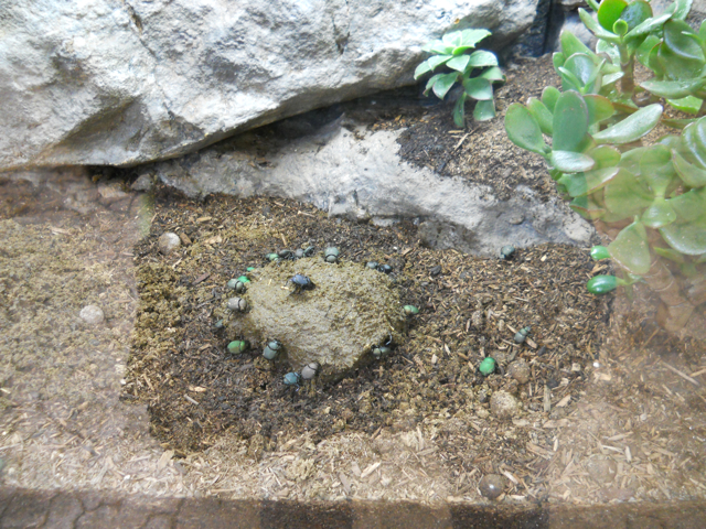 North American dung beetles with fresh snack