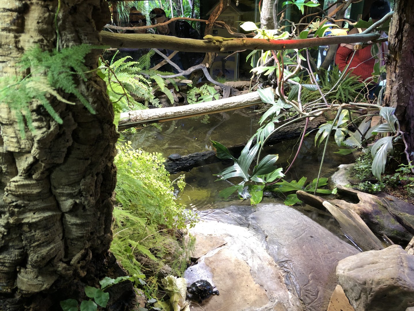 North American forest terrarium