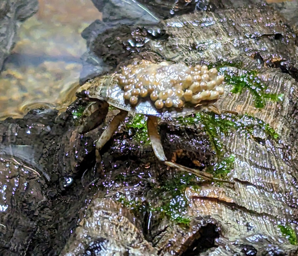 North American Giant Water Bug - July 8th 2023