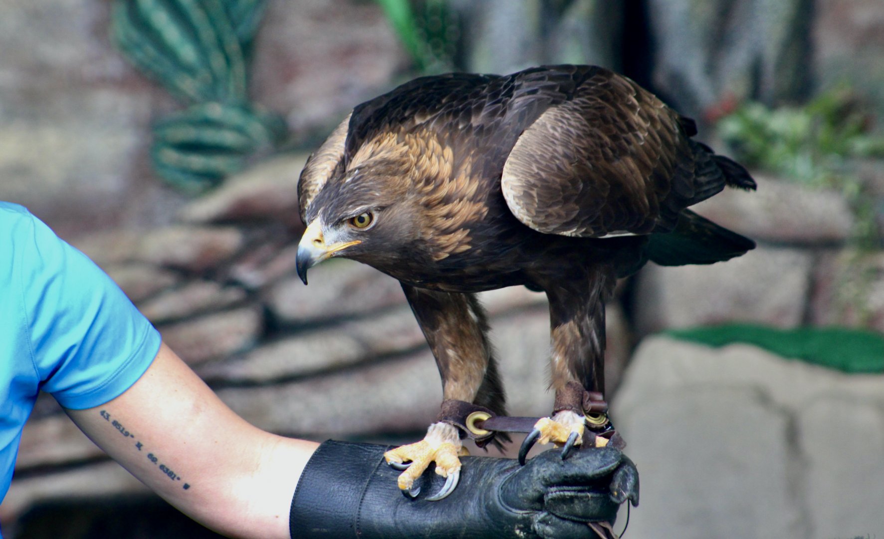 North American Golden Eagle (Aquila chrysaetos canadensis)