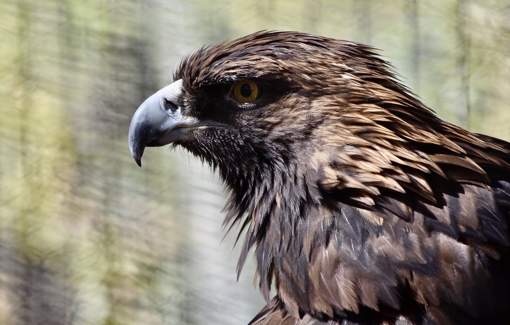 North American Golden Eagle (Aquila chrysaetos canadensis)