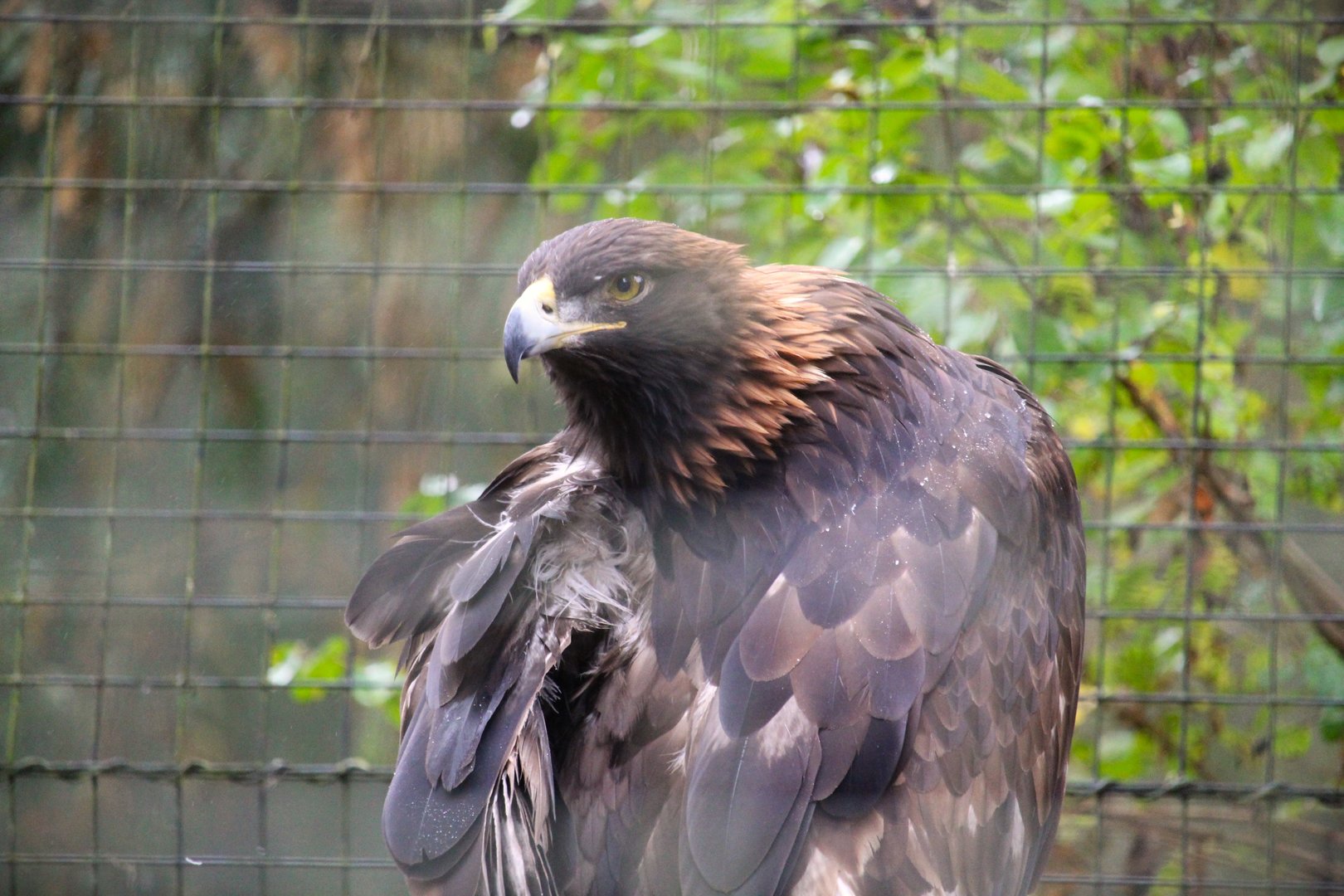 North American Golden Eagle