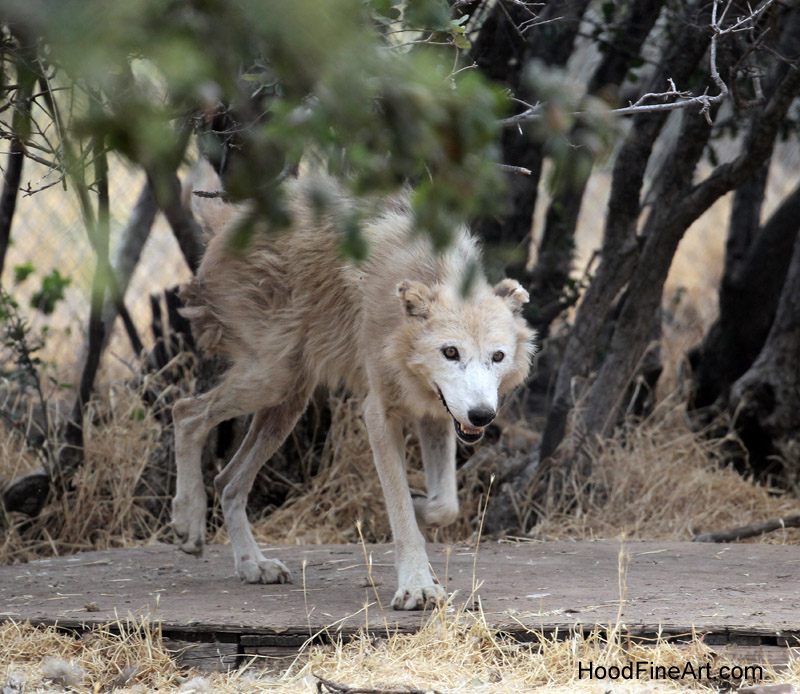 North American gray wolf