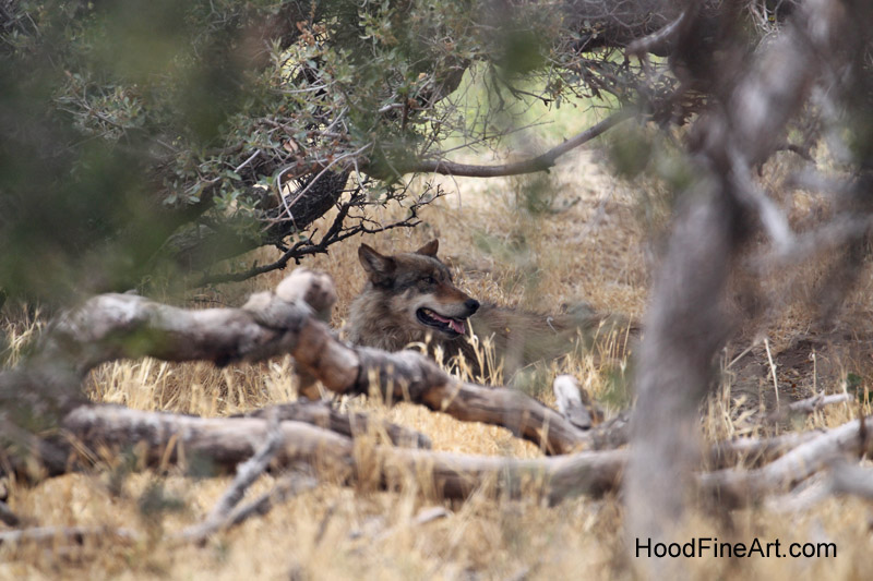 North American gray wolf