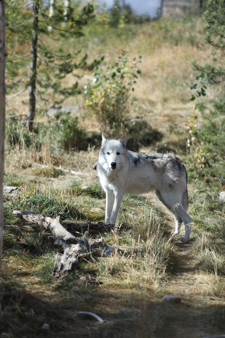 north american gray wolf