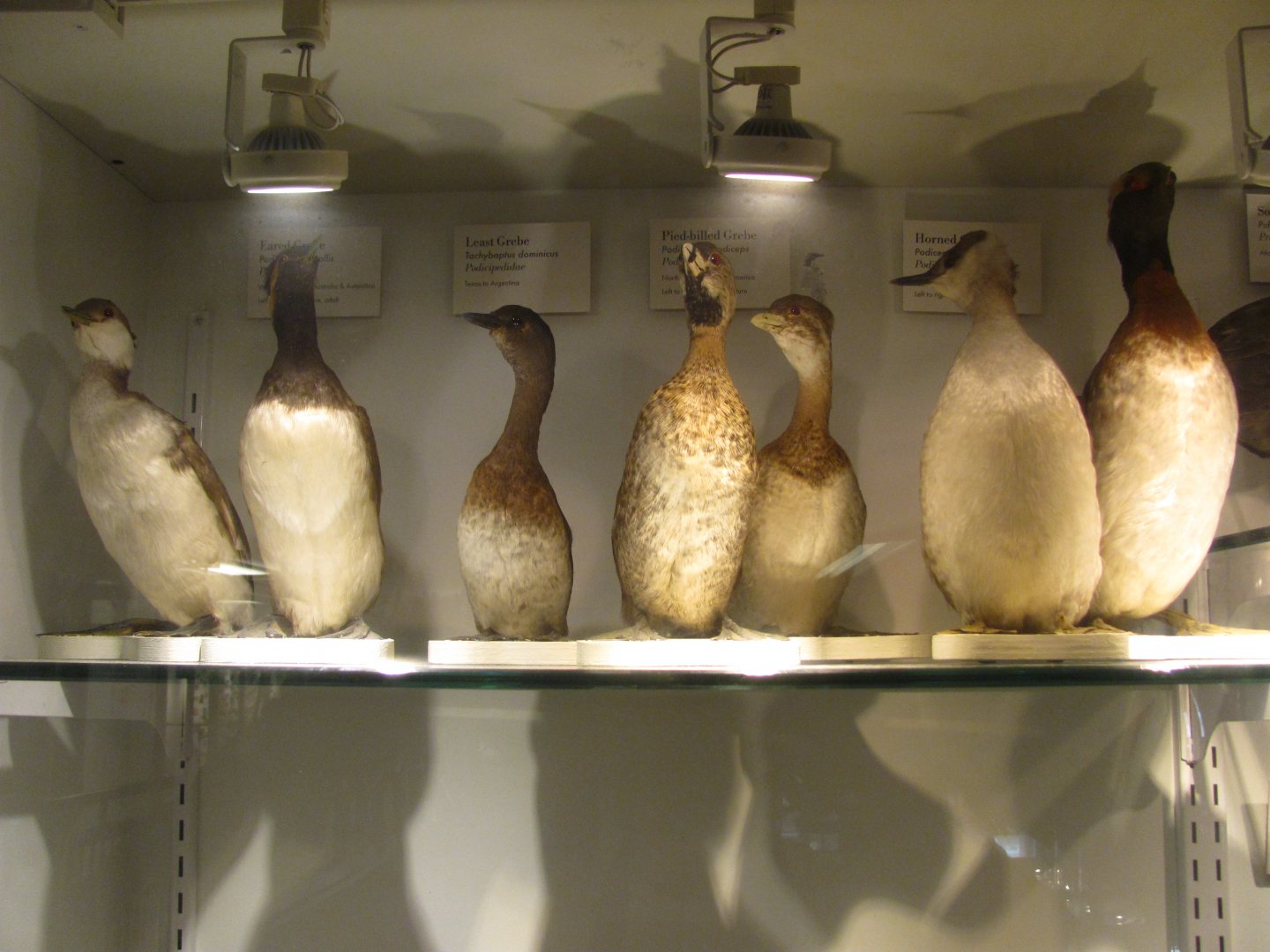 North American Grebes