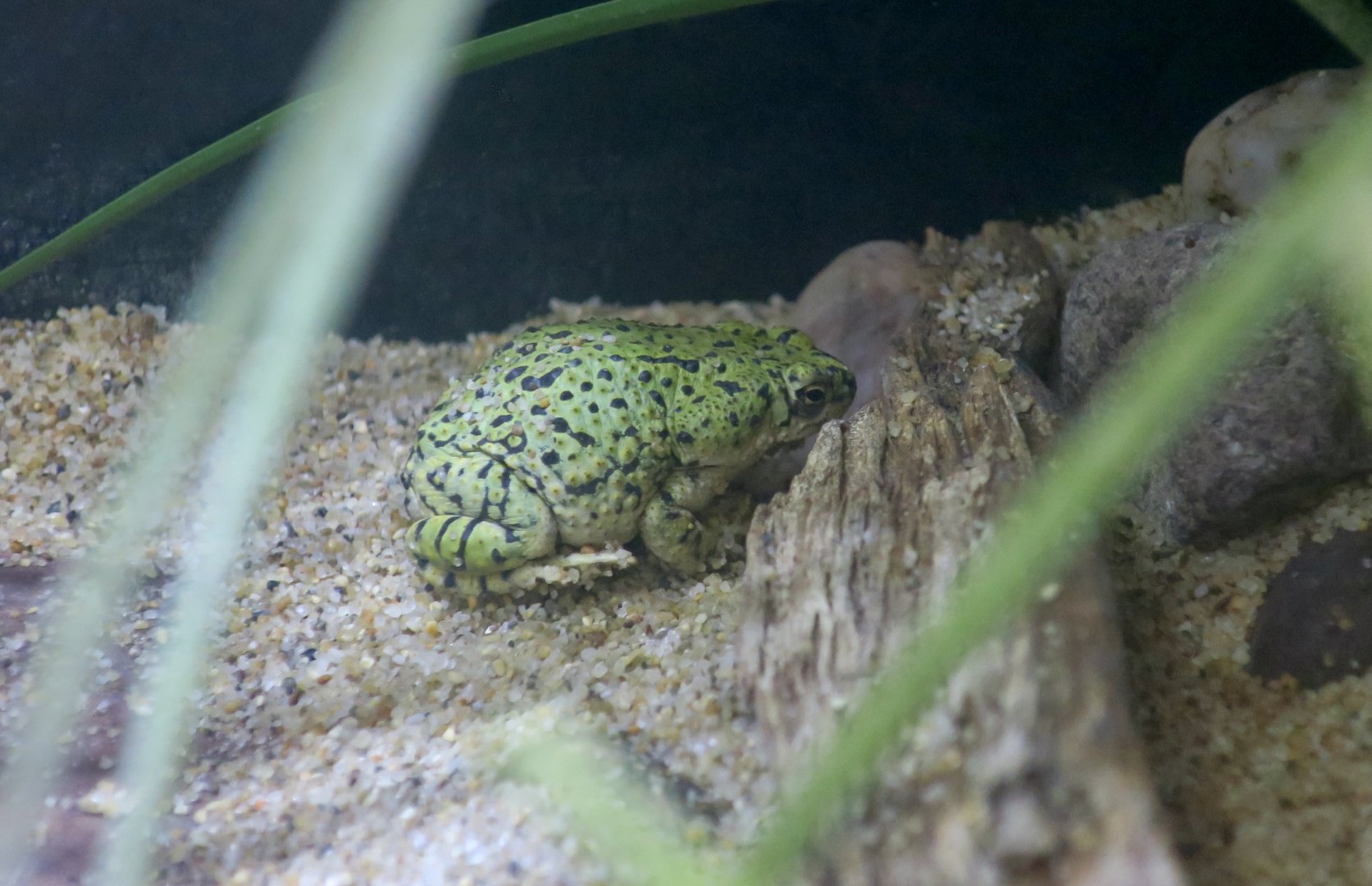 North American Green Toad (Anaxyrus debilis)
