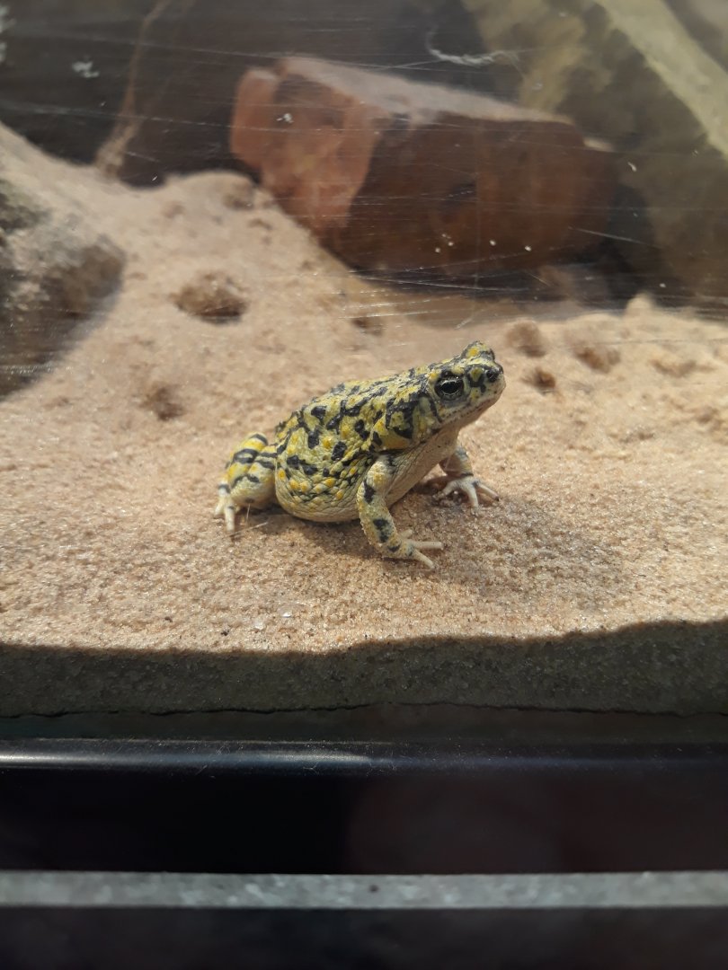 North American green toad