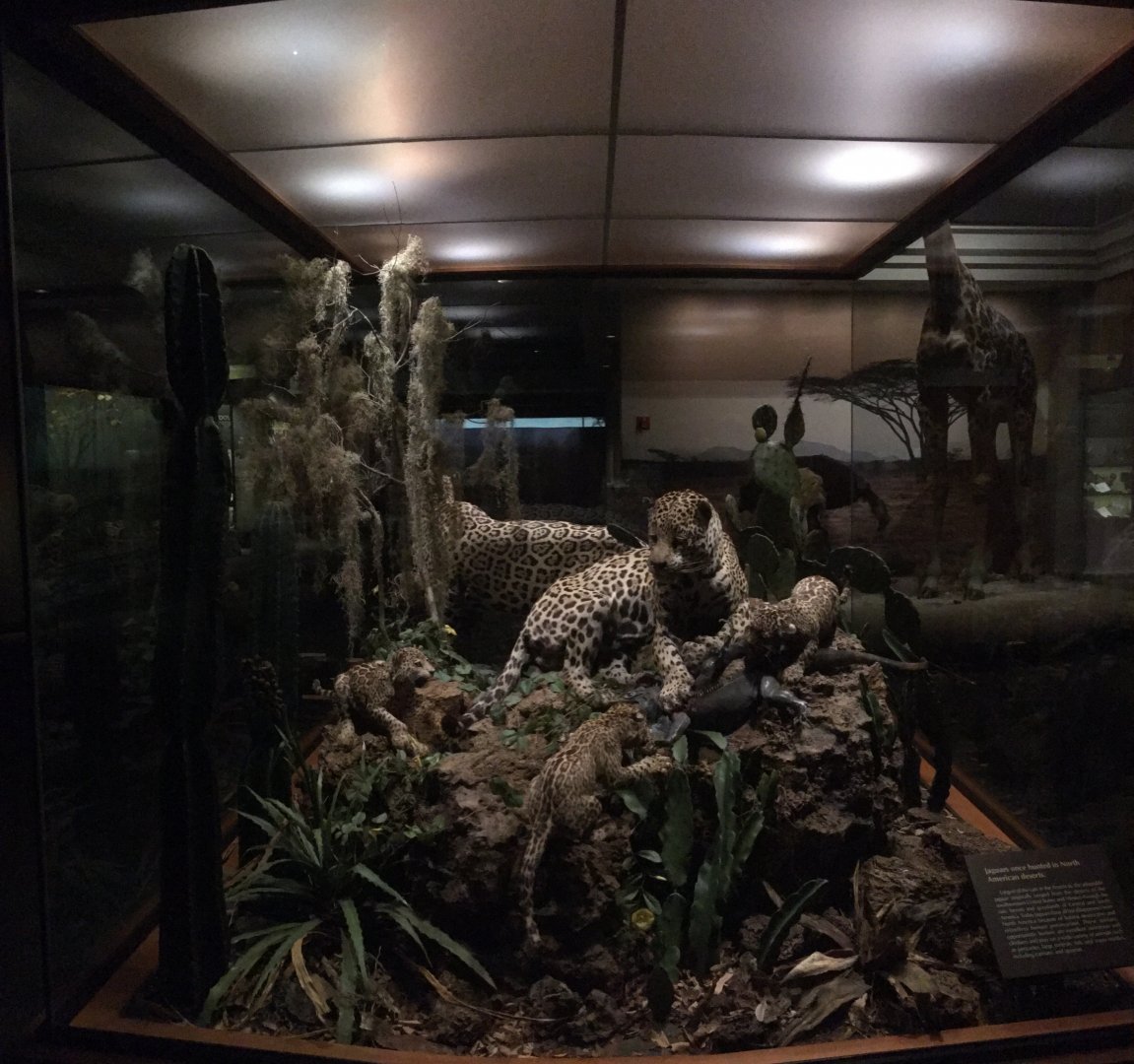 North American Hall Jaguars