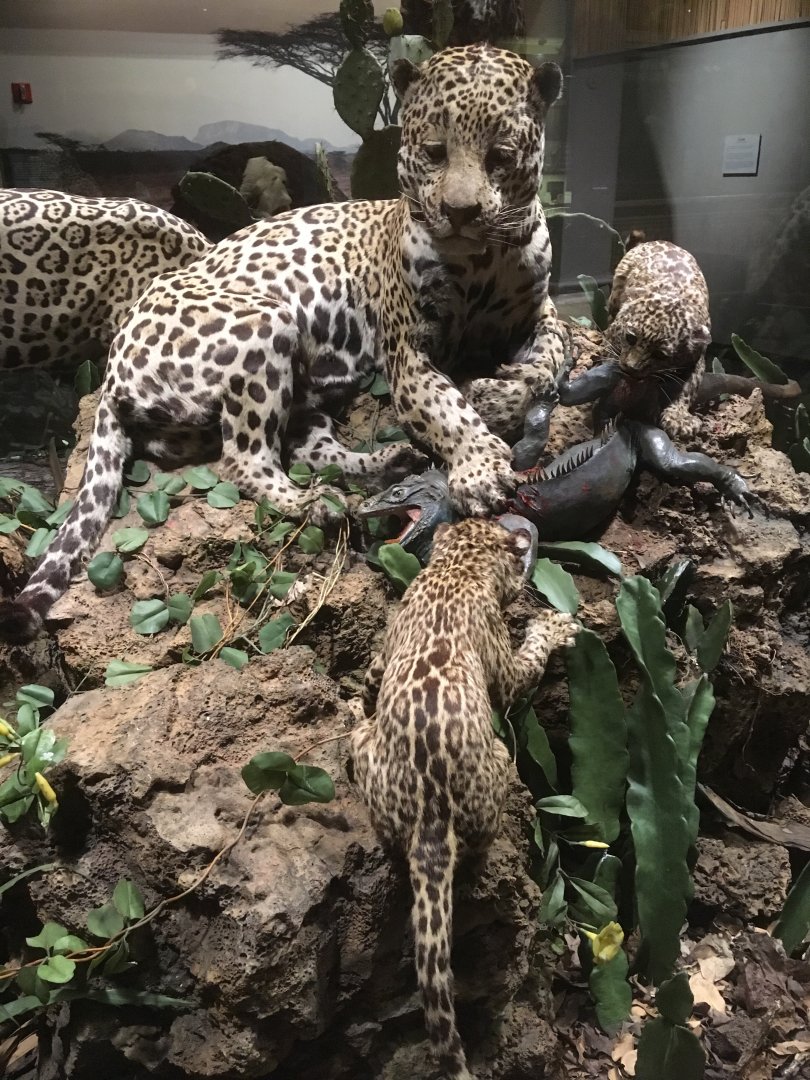 North American Hall Jaguars