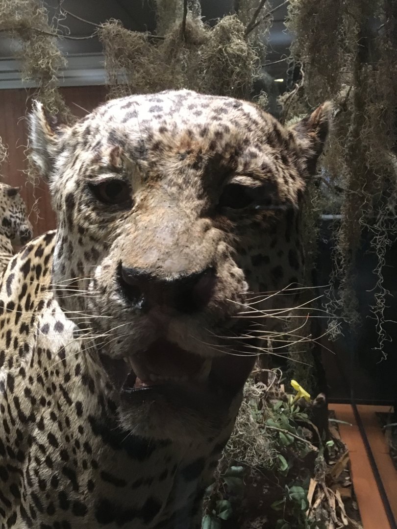 North American Hall Male Jaguar Closeup