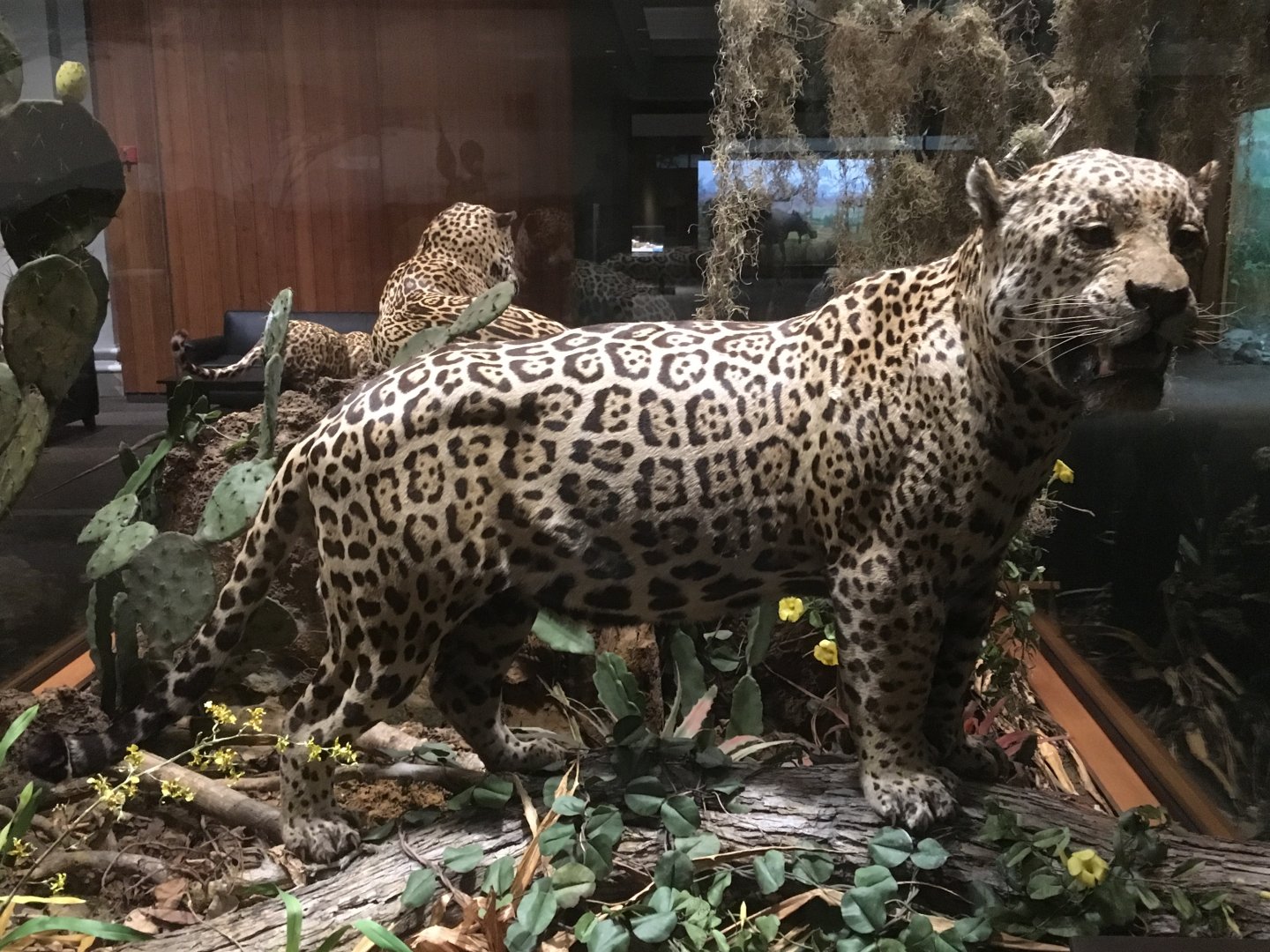 North American Hall Male Jaguar