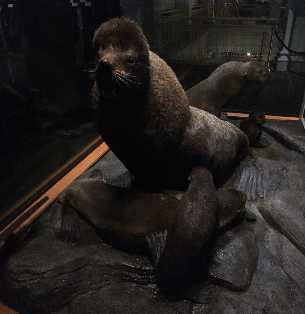 North American Hall Northern Fur Seal Bull