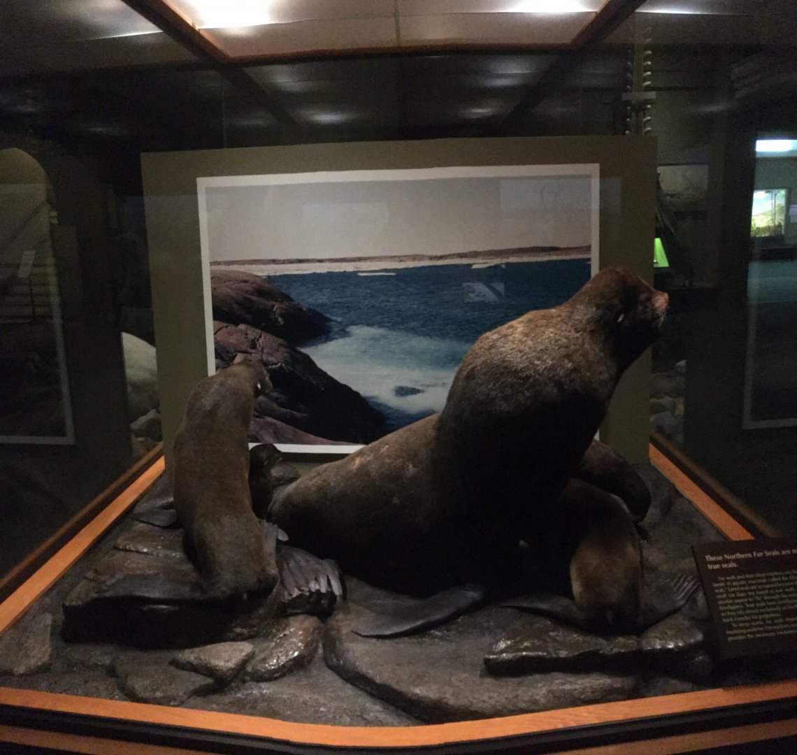 North American Hall Northern Fur Seals