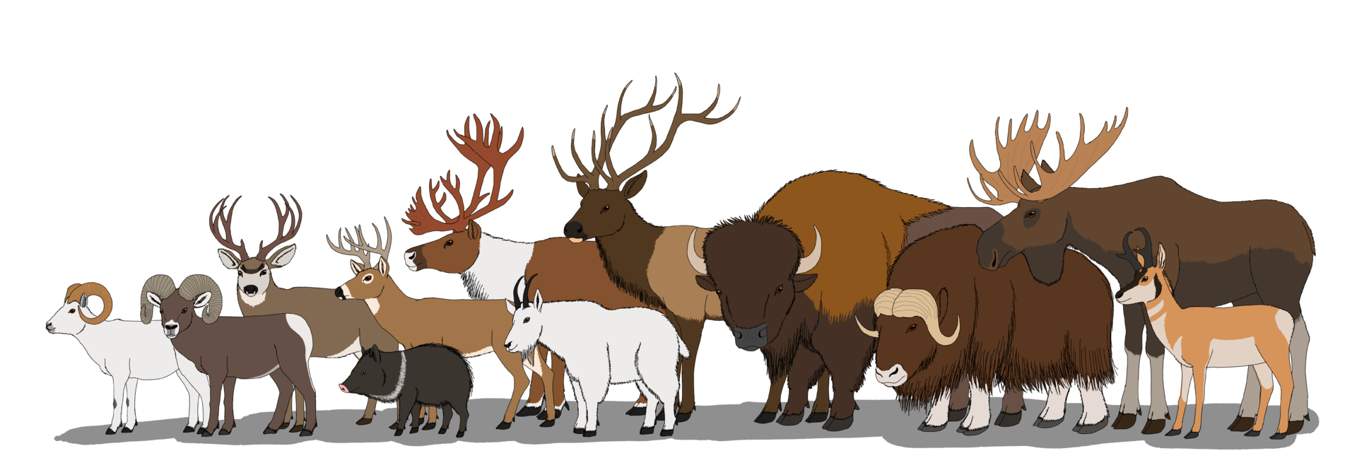 North American Hoofed Mammals