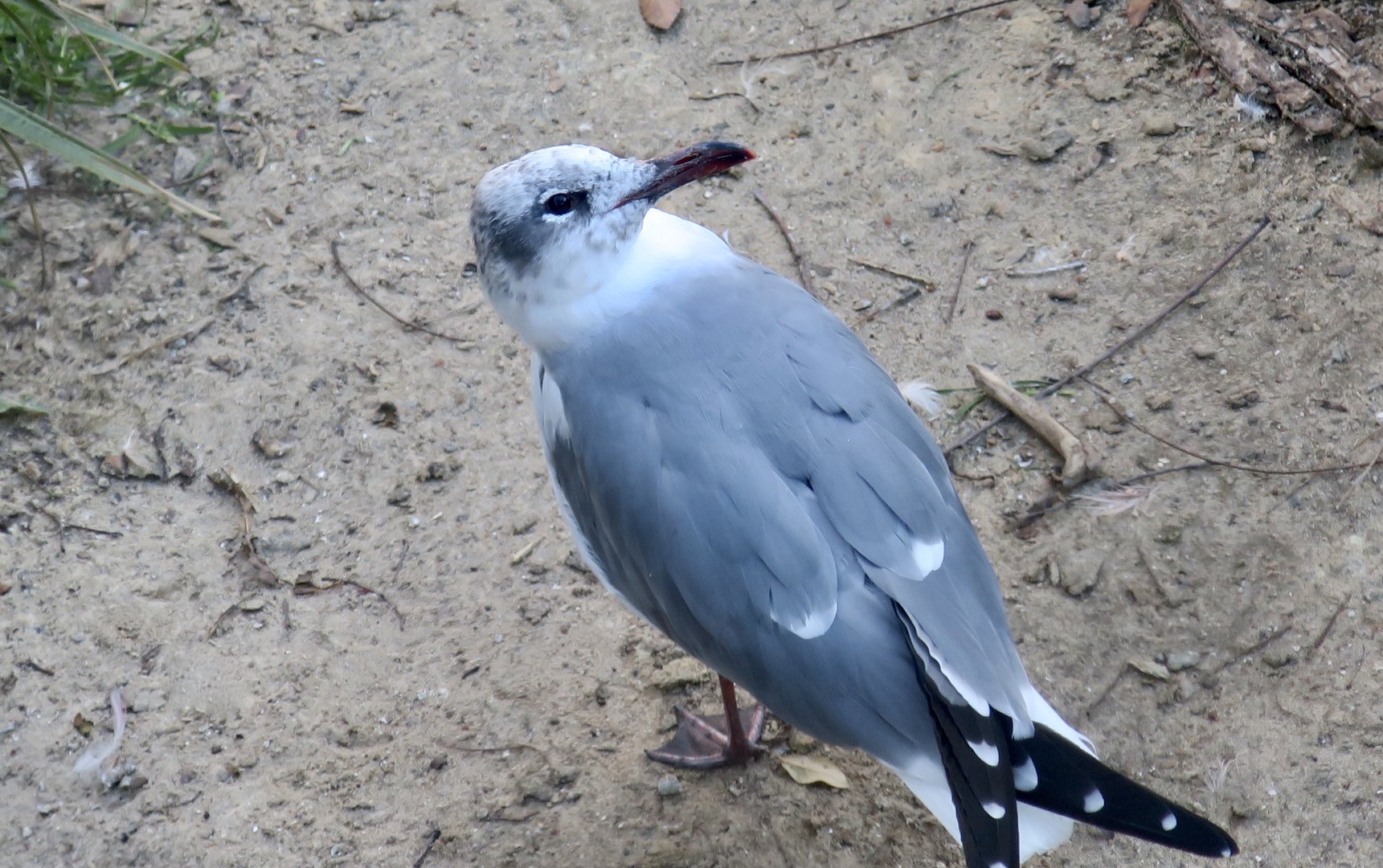 North American Laughing Gull (Leucophaeus atricilla megalopterus)