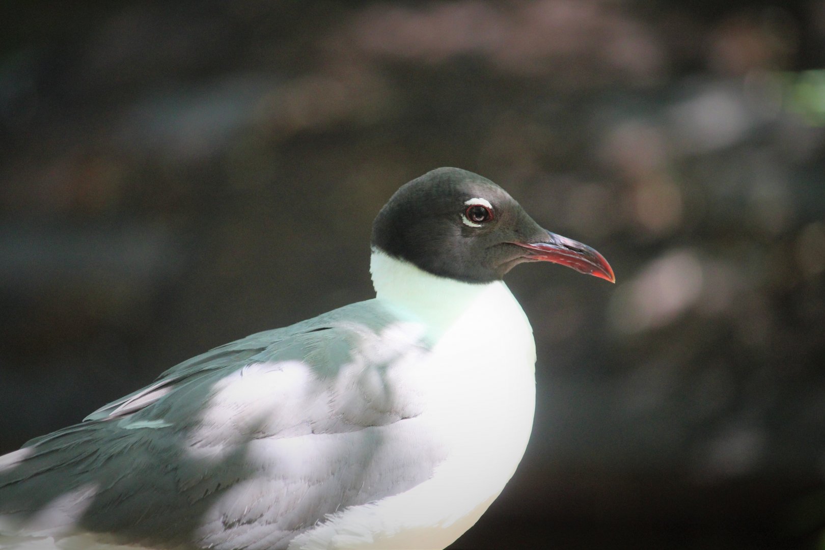 North American Laughing Gull