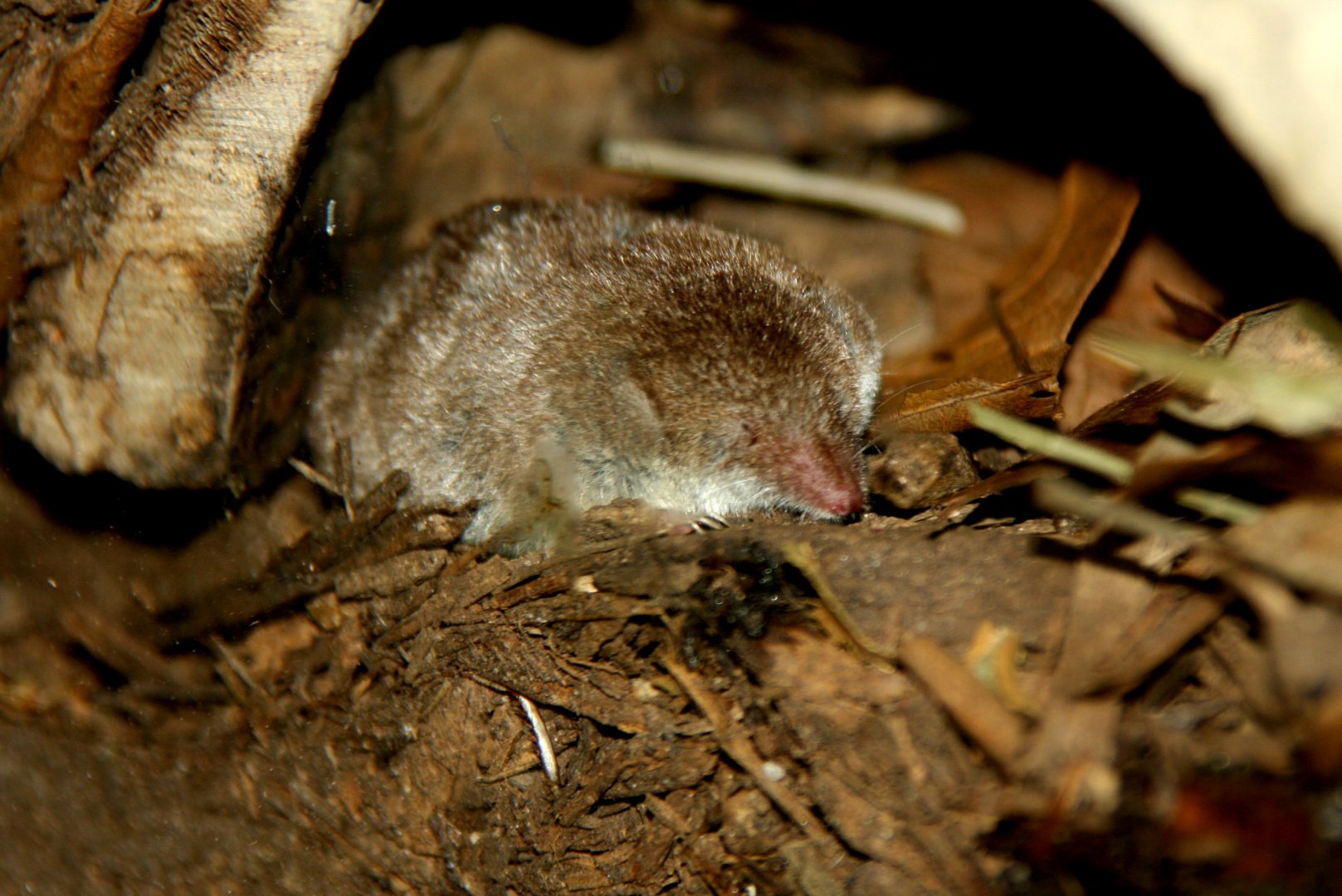 North American least shrew (Cryptotis parva) 2010