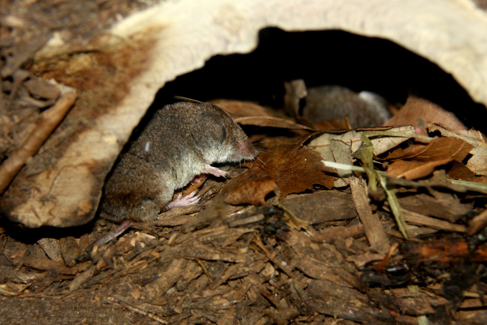 North American least shrew (Cryptotis parva) 2010