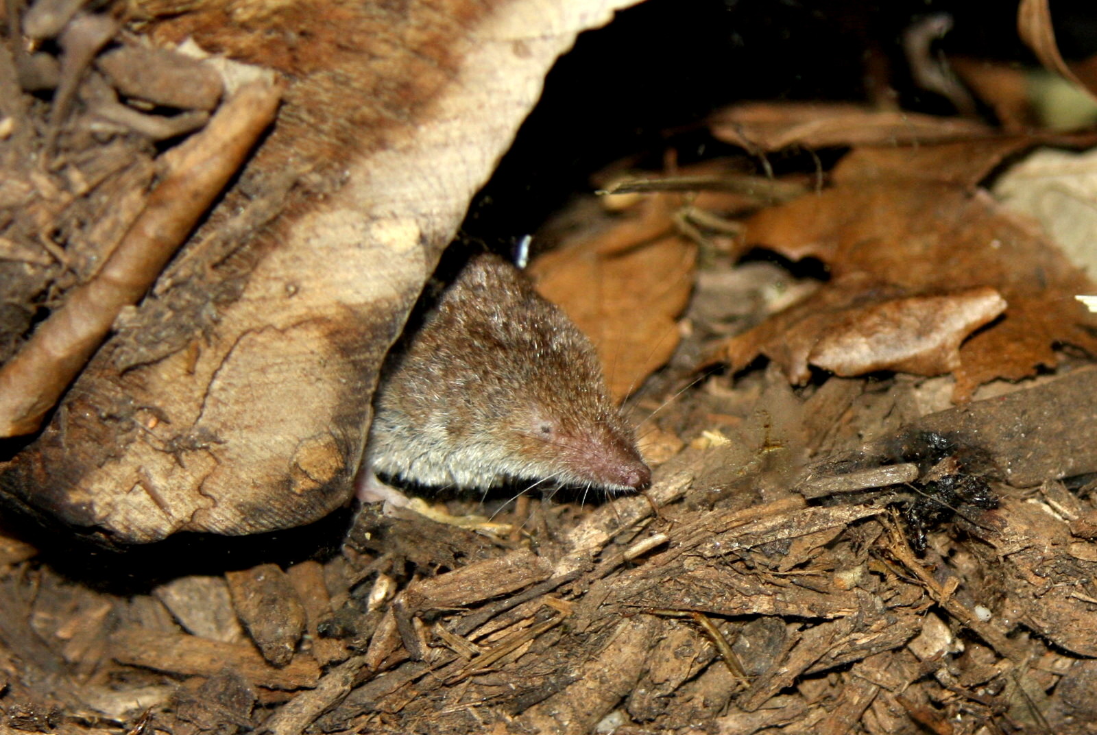 North American least shrew (Cryptotis parva) 2010