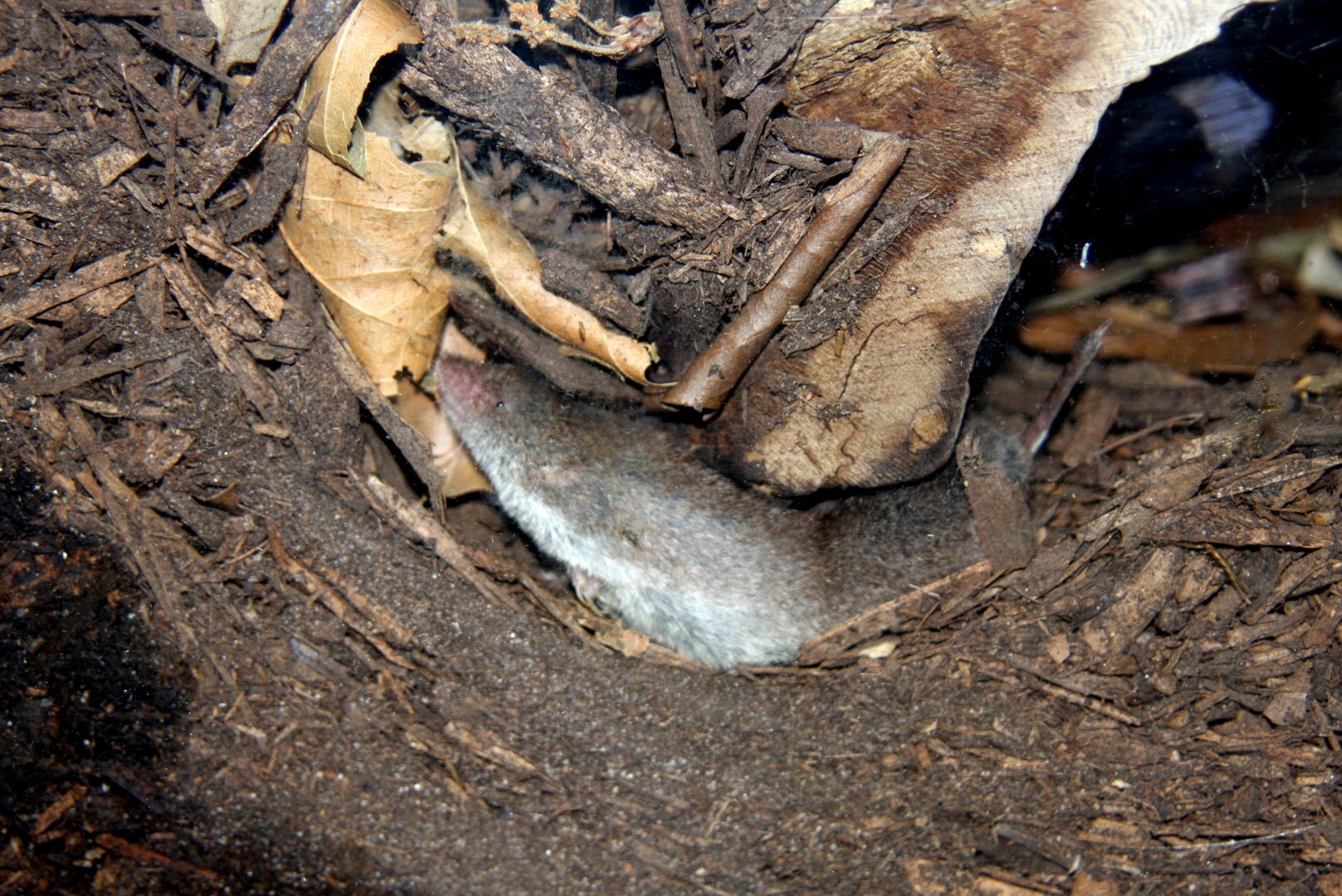 North American least shrew (Cryptotis parva) 2010