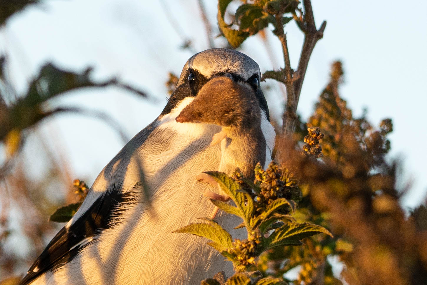 North American Least Shrew (Cryptotis parva) being held by Loggerhead Shrike (Lanius ludovicianus)