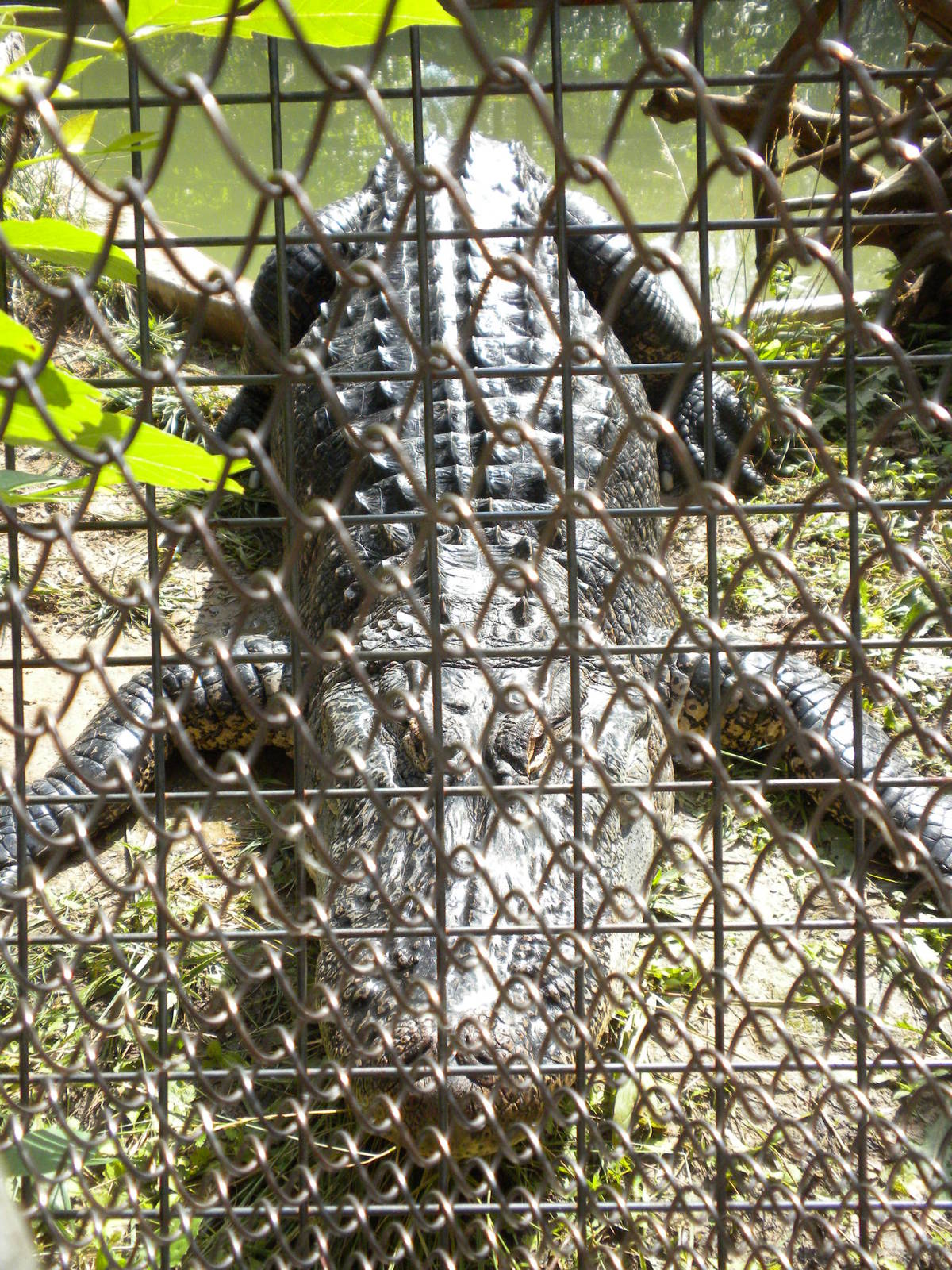 North American Living Museum - Alligator