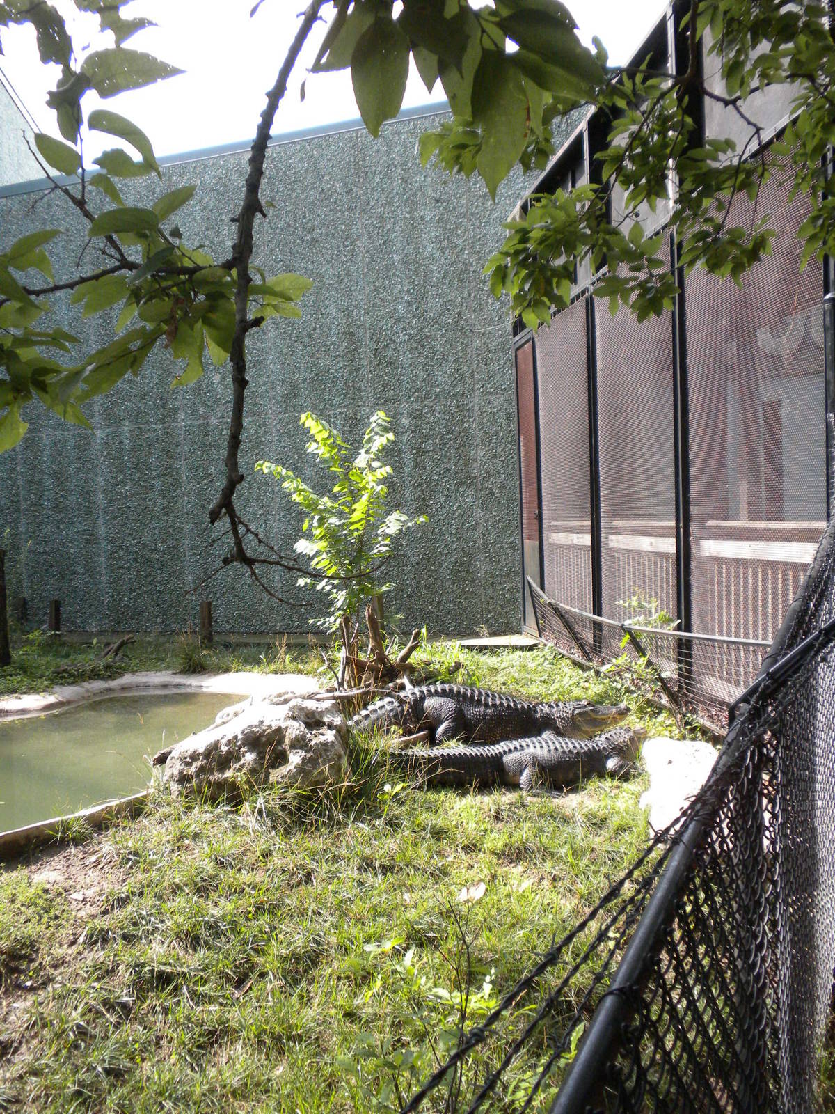 North American Living Museum - Alligator