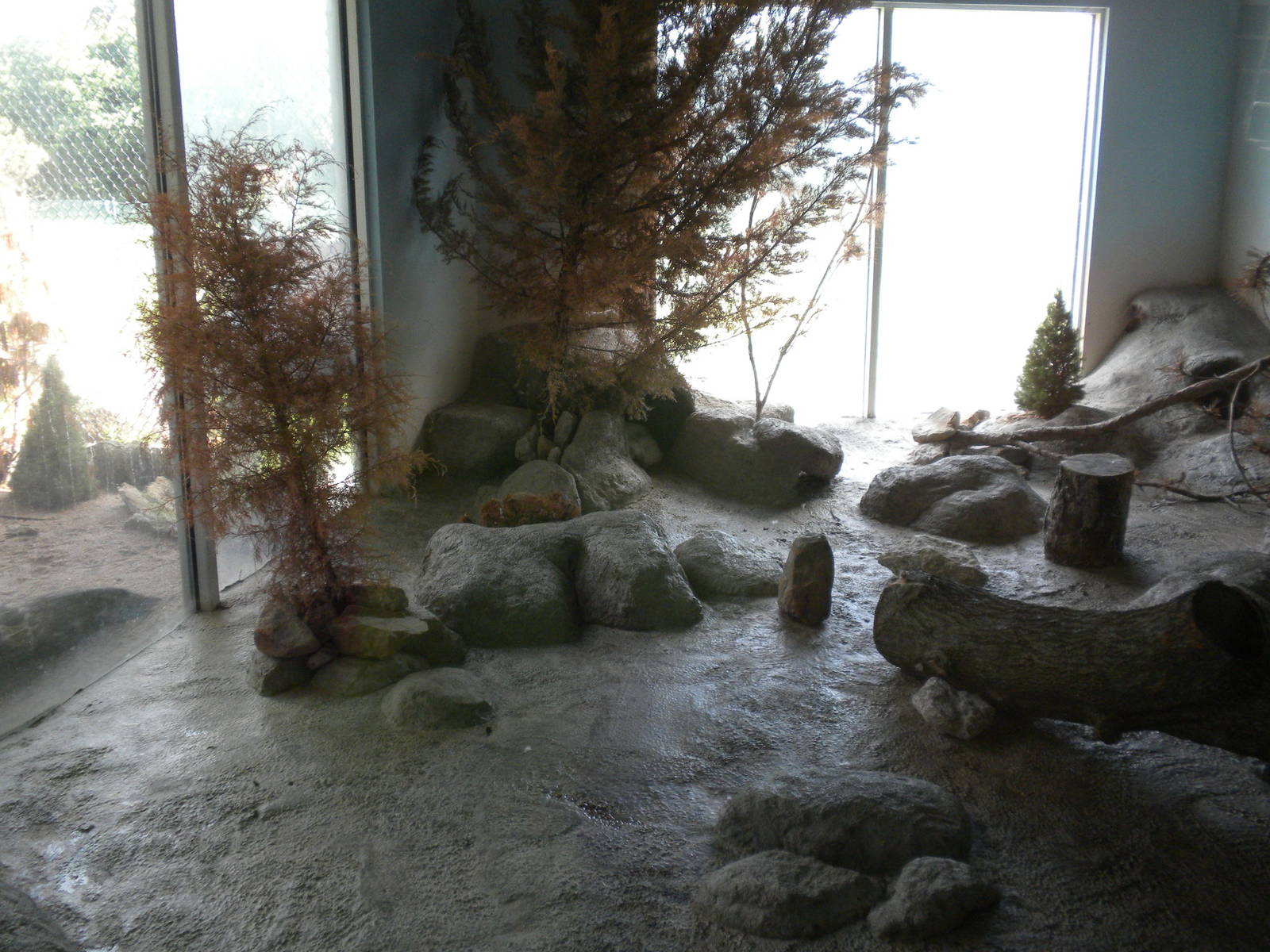 North American Living Museum - Arctic Fox