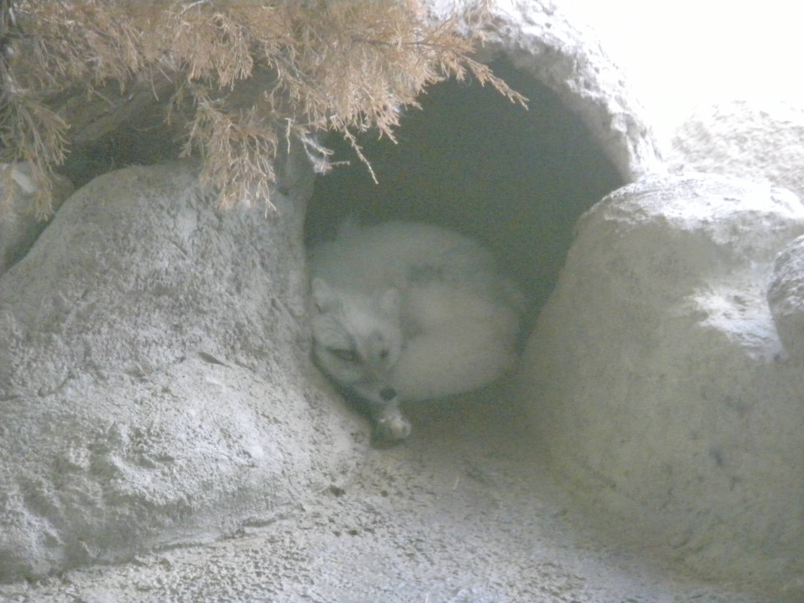 North American Living Museum - Arctic Fox