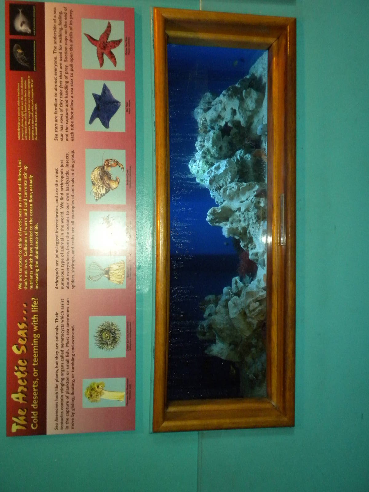 North American Living Museum - Arctic Seas