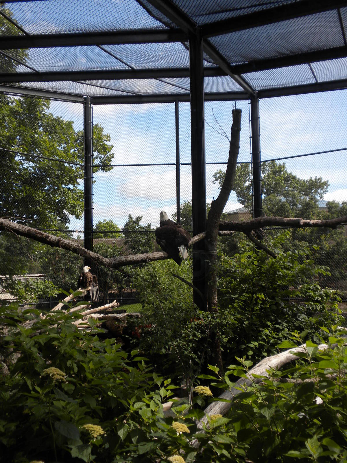 North American Living Museum - Bald Eagle