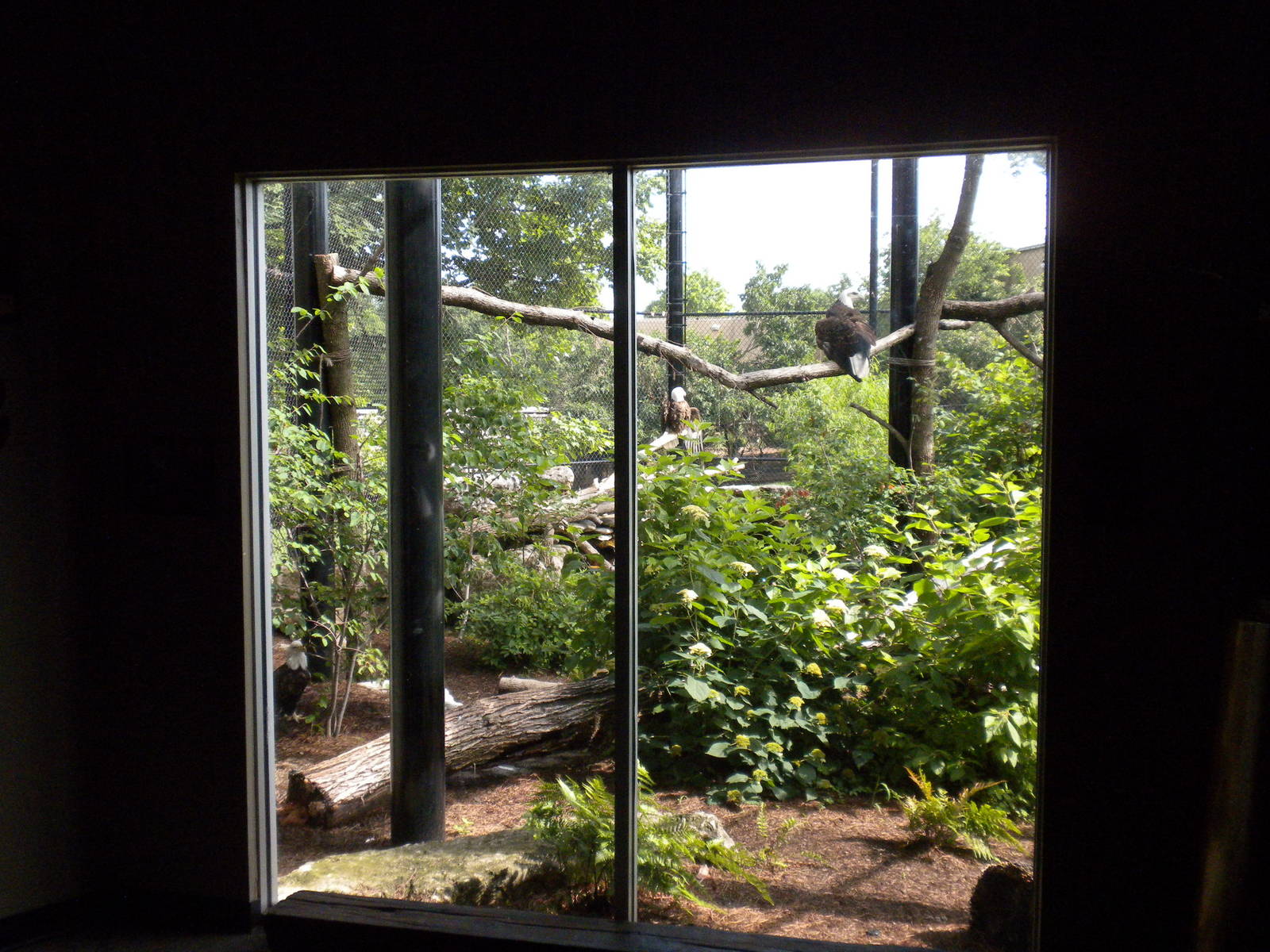 North American Living Museum - Bald Eagle