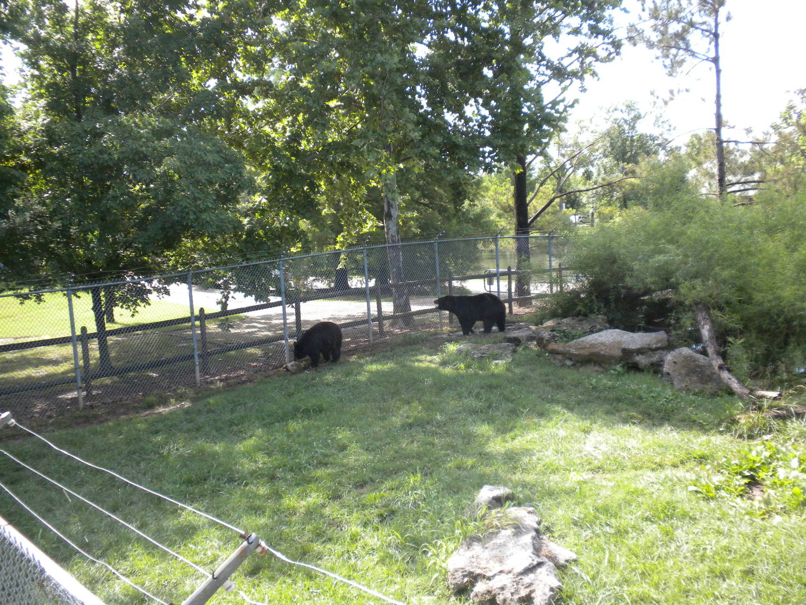 North American Living Museum - Black Bear
